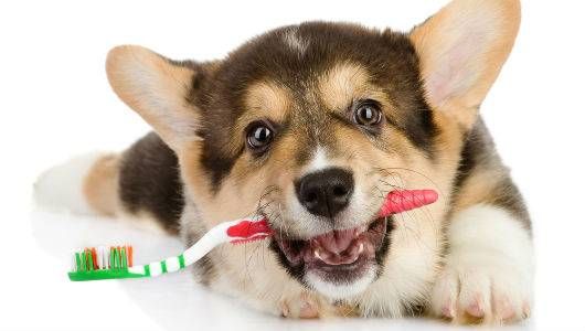 FREE DENTAL CHECKS