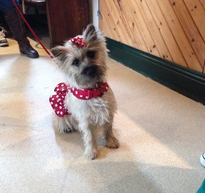 Blue Cross ‘Paws for Tea’ bake sale