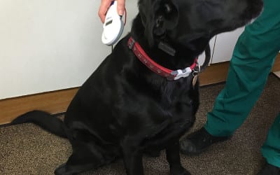 50% Off Dog Microchipping In March and April