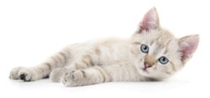 Laser therapy for cats