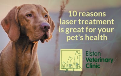 10 reasons laser treatment is great for your pet’s health