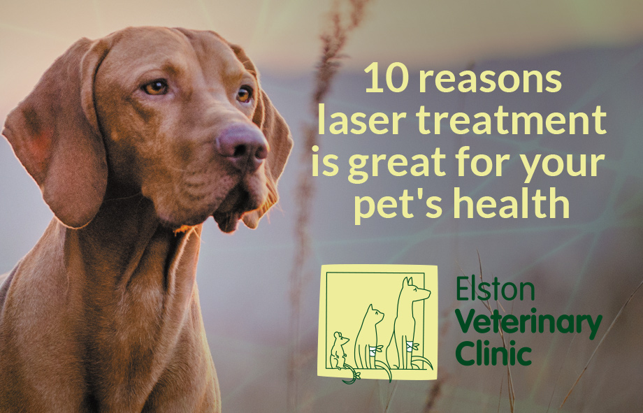 10 reasons laser treatment is great for your pet’s health