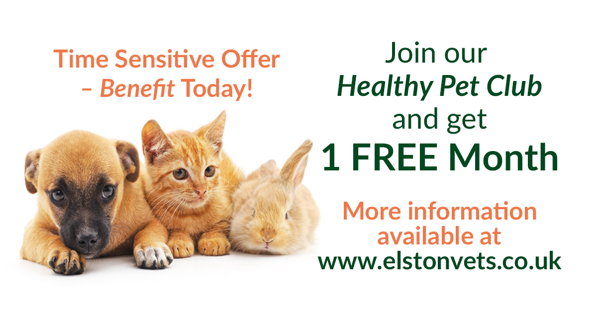Our Healthy Pet Club keeps pets healthy whilst saving you money