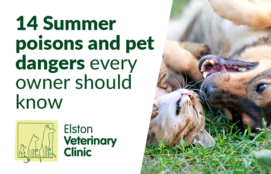 14 Summer poisons and pet dangers every owner should know