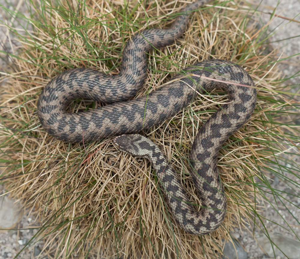 Pet Dangers : Adders (UK Snakes)