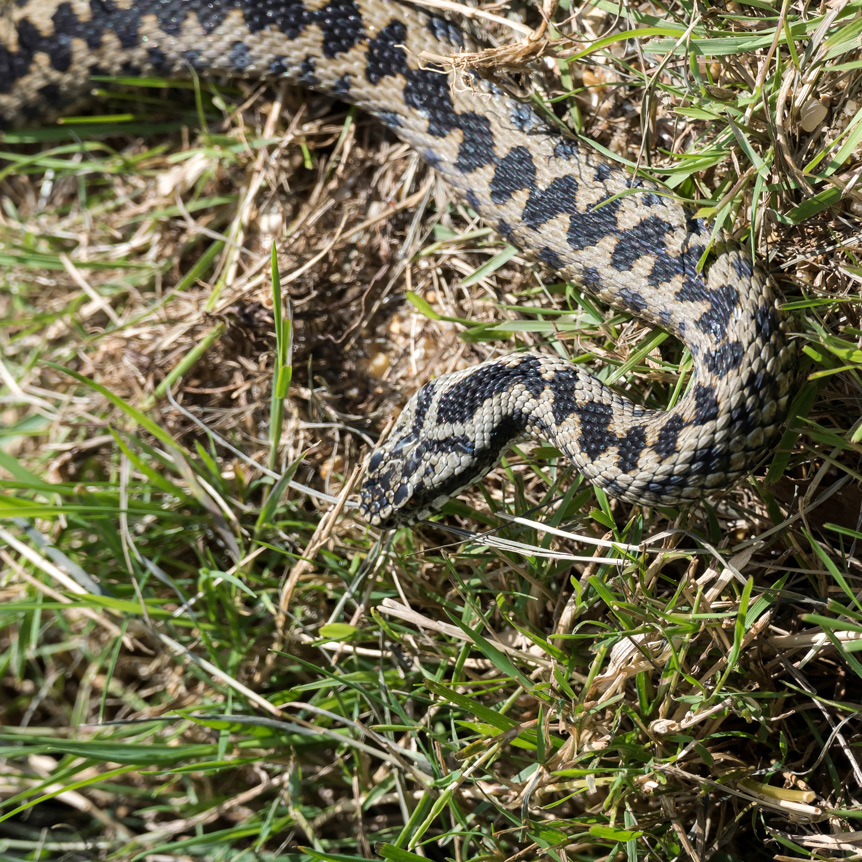 Pet Dangers : Adders (UK Snakes)