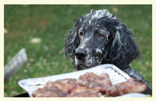 Poisonous to pets: BBQs have hidden dangers