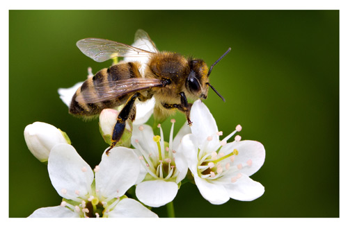 Poisonous to pets: Bee stings