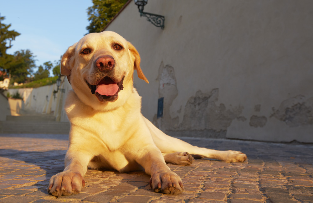 Pet dangers: Hot pavements