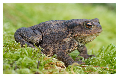 Poisonous to pets: The common toad and the natterjack toad