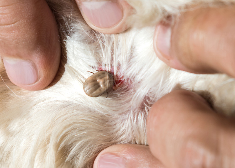 what does embedded tick look like on dog