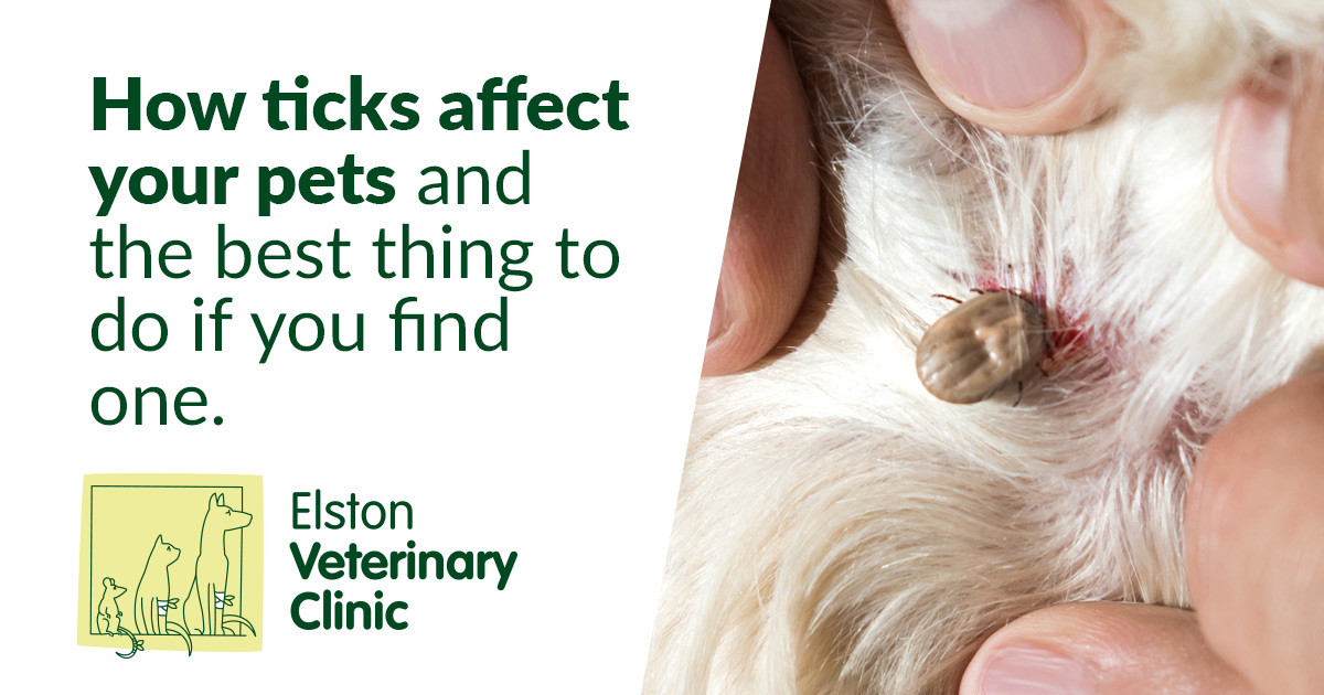 How ticks affect your pets and the best thing to do if you find one