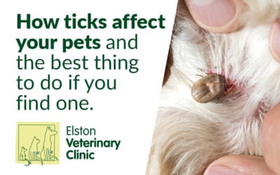 How ticks affect your pets and the best thing to do if you find one