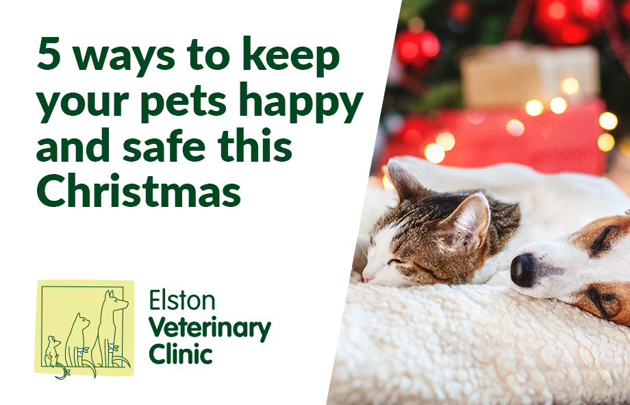 5 ways to keep your pets happy and safe this Christmas