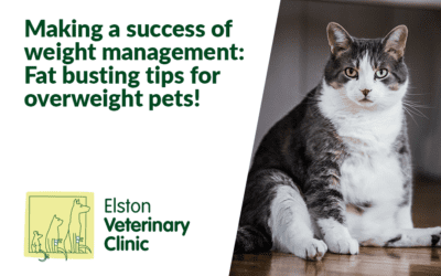 Making a success of weight management: Fat busting tips for overweight pets!