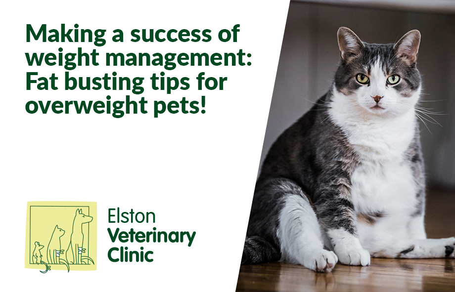 Making a success of weight management: Fat busting tips for overweight pets!