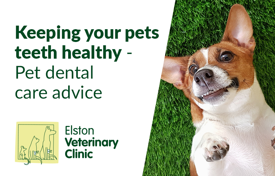 Keeping your pets teeth healthy | Pet dental care advice