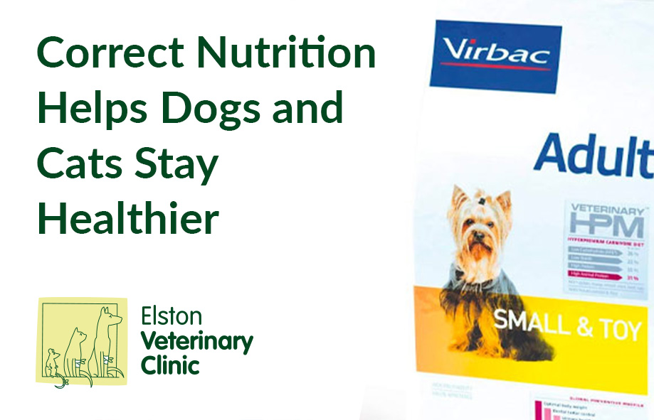Correct Nutrition Helps Dogs and Cats Stay Healthier