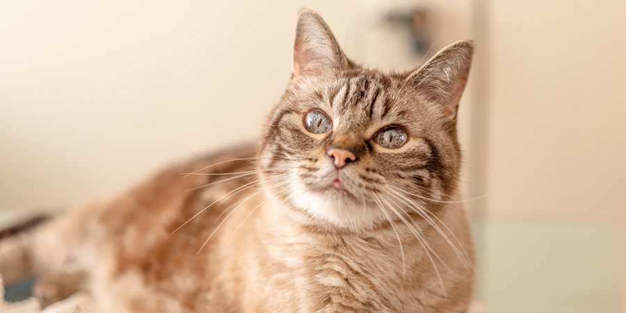 The-Importance-of-Annual-Blood-Testing-for-Senior-Pets-Cats