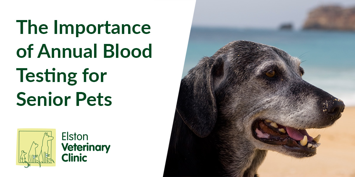 The Importance of Annual Blood Testing for Senior Pets Elston Vets