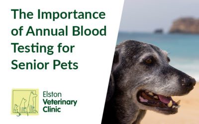 The Importance of Annual Blood Testing for Senior Pets