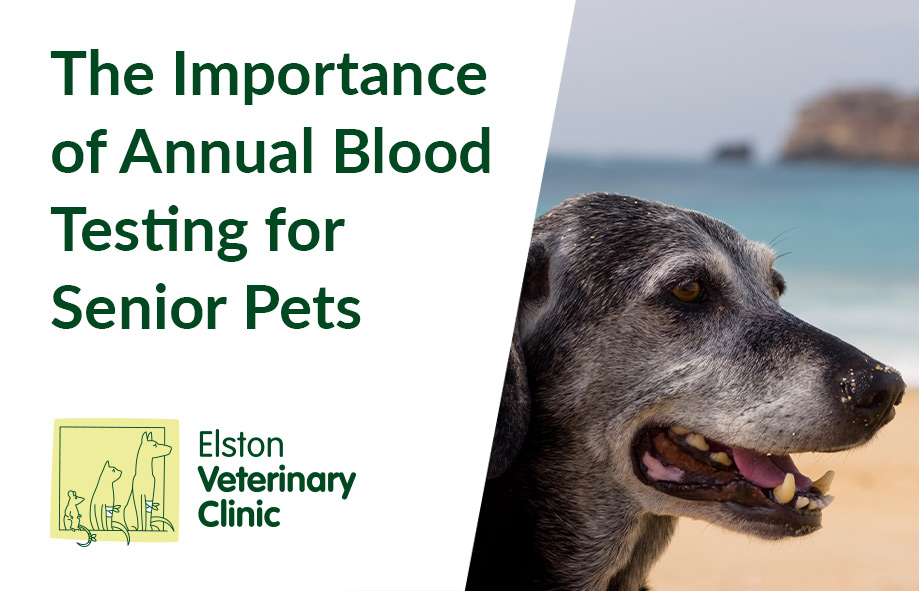 The Importance of Annual Blood Testing for Senior Pets