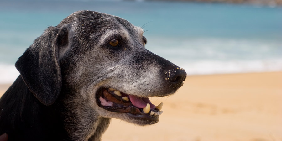 The-Importance-of-Annual-Blood-Testing-for-Senior-Pets