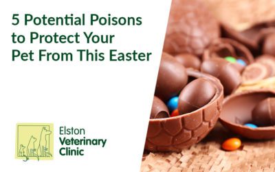 5 Potential Poisons to Protect Your Pet From This Easter