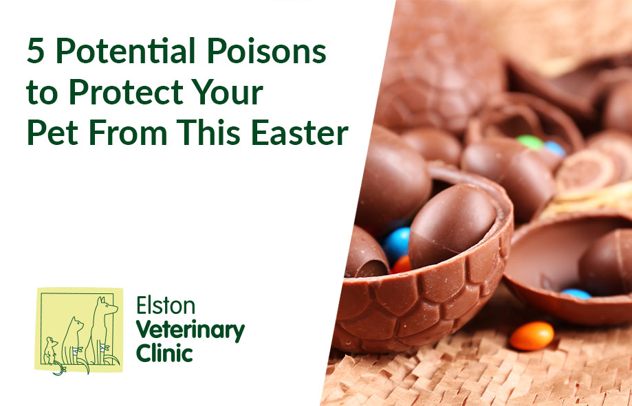 5 Potential Poisons to Protect Your Pet From This Easter