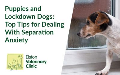 Puppies and Lockdown Dogs: Top Tips for Dealing With Separation Anxiety