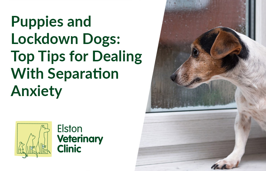 Puppies and Lockdown Dogs: Top Tips for Dealing With Separation Anxiety