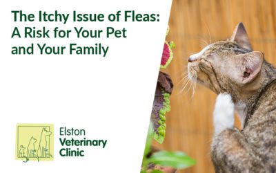 The Itchy Issue of Fleas: A Risk for Your Pet and Your Family