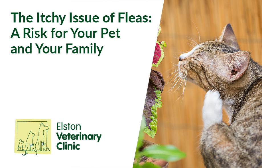 The Itchy Issue of Fleas: A Risk for Your Pet and Your Family