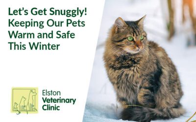 Let’s Get Snuggly! Keeping Our Pets Warm and Safe During Winter