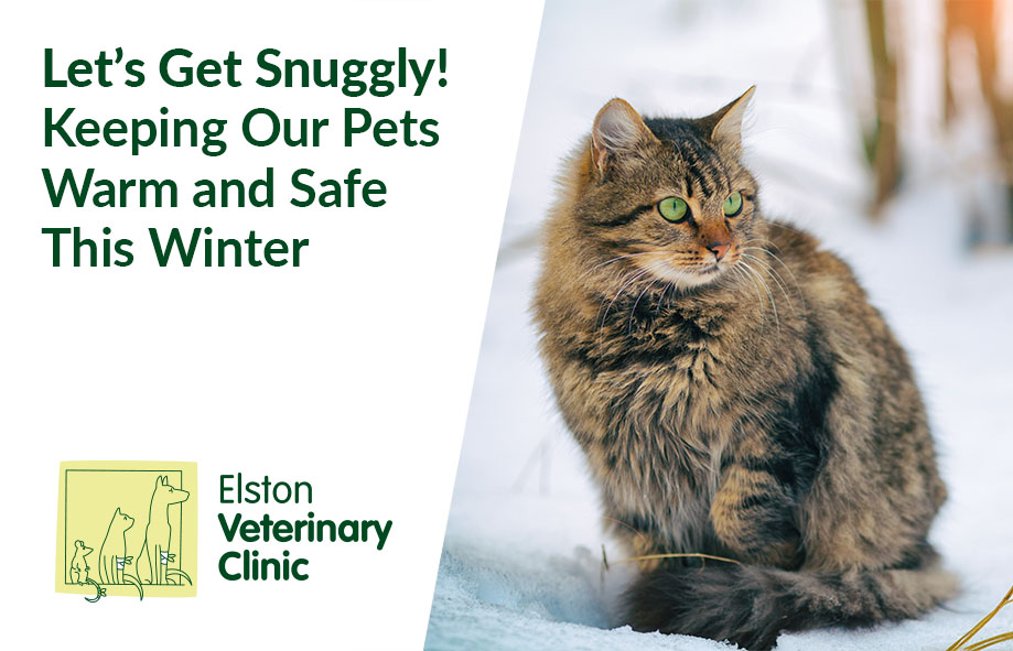 Let’s Get Snuggly! Keeping Our Pets Warm and Safe During Winter