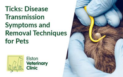 Ticks | Disease Transmission Symptoms and Removal Techniques