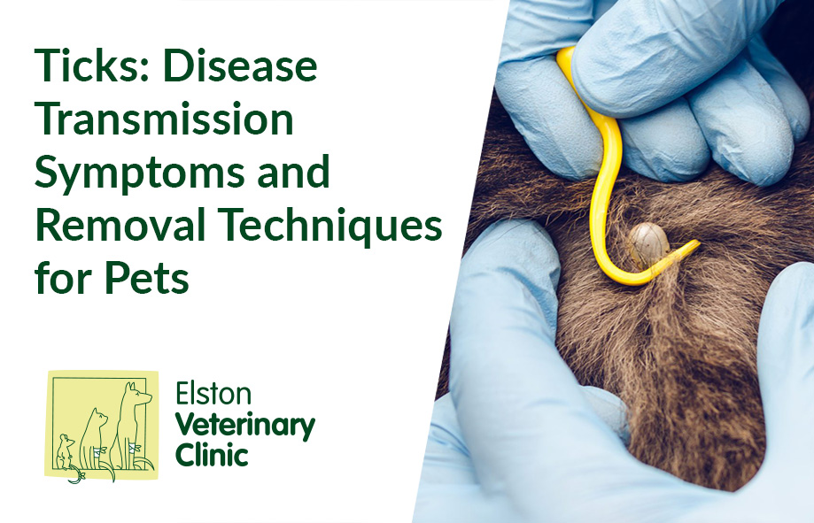 Ticks | Disease Transmission Symptoms and Removal Techniques