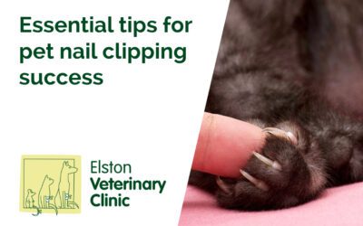 Essential tips for pet nail clipping success