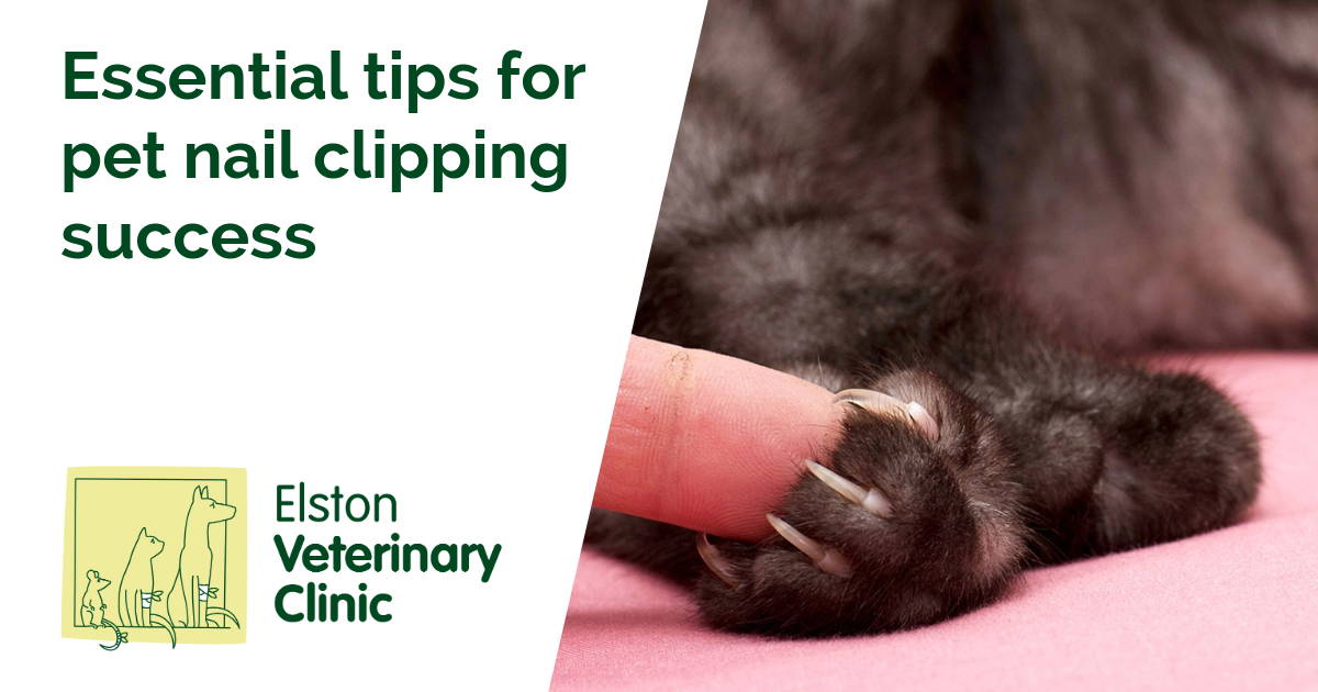 View of Essential tips for pet nail clipping success - Elston Vets | Elston Vets