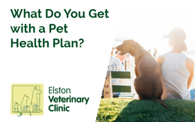 What Do You Get with a Pet Health Plan?