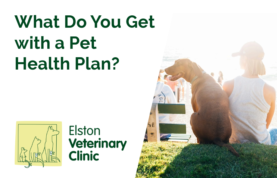 What Do You Get with a Pet Health Plan?