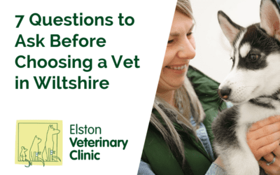 7 Questions You Should Ask Before Choosing a Vet in Wiltshire