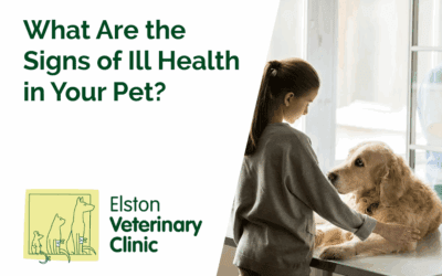 What Are the Signs of Ill Health in Your Pet?