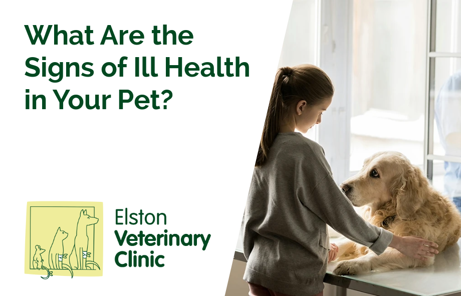 What Are the Signs of Ill Health in Your Pet?