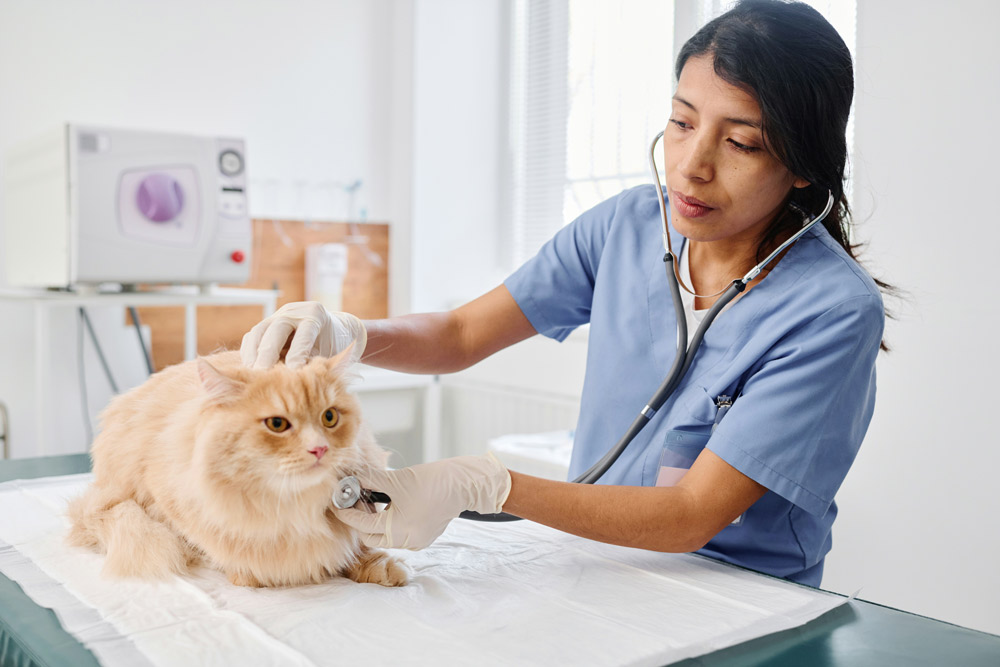 What are the signs of ill health in your pet | Elston Vets