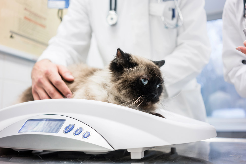 What are the signs of ill health in your pet | Elston Vets