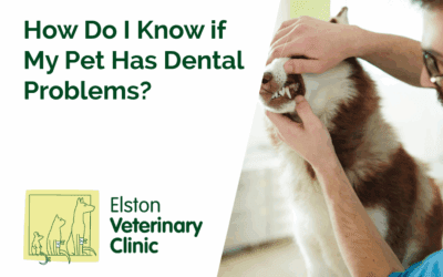 How Do I Know If My Pet Has Dental Problems?