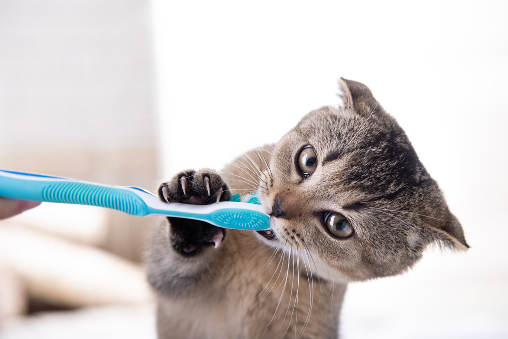 Pet dental problems - signs of dental disease | Elston Vets