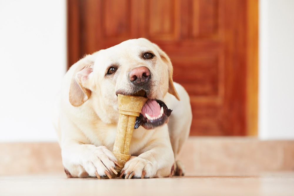 Pet dental problems - signs of dental disease | Elston Vets