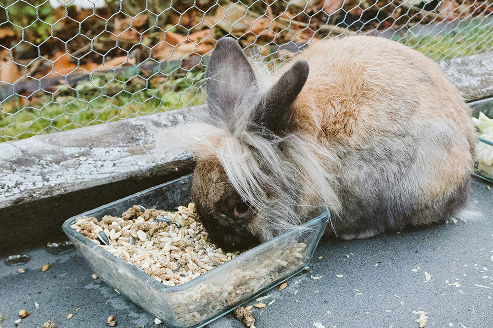 Pet dental problems - signs of dental disease in rabbits | Elston Vets